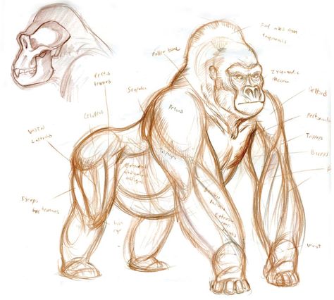 Animal Art and Demos: DEMOS Gorilla Cartoon Drawing, Gorilla Anatomy, Gorilla Cartoon, Gorilla Drawing, Sketches Anatomy, Animals Sketches, Comics Sketch, Animal Painter, Baby Gorilla