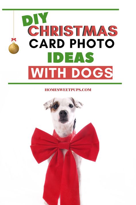 Christmas Card Ideas Couple With Dog, Dog Holiday Card Ideas, Pet Christmas Cards Photo Ideas, Dog Christmas Party, Dog Christmas Photo Ideas, Christmas Photoshoot Ideas With Dog, Christmas Photoshoot With Dog, Family Christmas Photos With Dogs, Christmas Dog Photoshoot