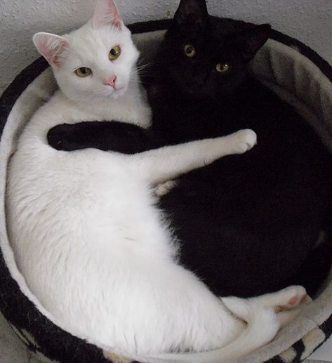 Photos Of Black Cats Next to White Cats Creating Together a Purr-fect Composition - I Can Has Cheezburger? Black And White Cats, Living In Harmony, White And Black Cat, Cat Couple, White Kittens, White Cats, Cat Aesthetic, Cat Care, Silly Cats