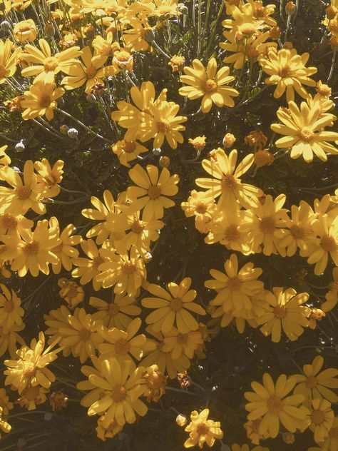 Daisies Photography, Yellow Daisy Flower, Yellow Aesthetic Pastel, Flowers Daisy, Daisy Wallpaper, Aesthetic Pretty, Flowers Photography Wallpaper, Yellow Daisies, Background Aesthetic