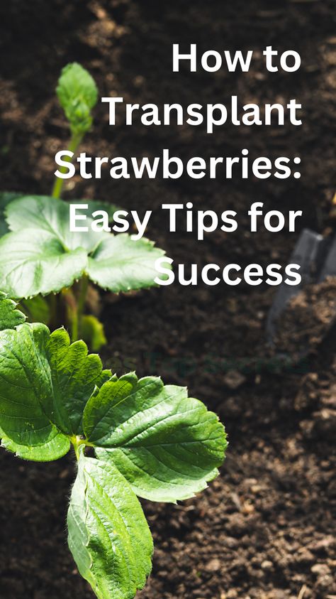 When To Transplant Strawberry Plants, How To Transplant Strawberries, Replant Strawberries, Transplanting Strawberry Plants, Replanting Strawberries, How To Care For Strawberry Plants, Transplant Strawberry Plants, Strawberry Plant Care, Garden Strawberries