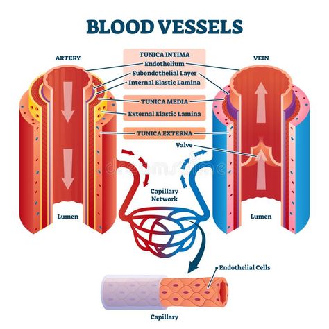 Blood Vessels Anatomy, Arteries Anatomy, Basic Anatomy And Physiology, Arteries And Veins, Nursing Mnemonics, Human Body Anatomy, Nursing School Studying, Medical School Studying, Science Notes