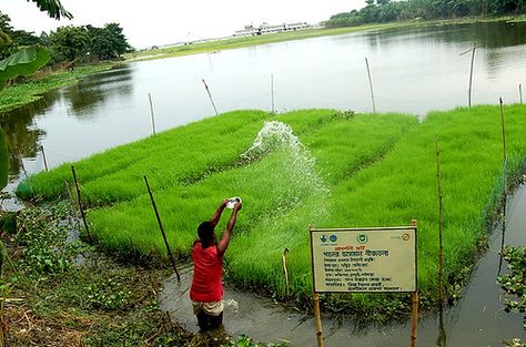 Much of the land in this district of Bangladesh is covered by water during the monsoon season, making it impossible to grow crops. Practical Action has developed floating garden technology whereby water hyacinth is collected to construct a floating raft. This is covered with soil and cow dung, in which vegetables can be planted. (MDG 1: Eradicate extreme poverty and hunger, MDG 7: Ensure environmental sustainability) Garden Technology, Floating Gardens, Floating Raft, Poverty And Hunger, Floating Islands, Floating Garden, Monsoon Season, Environmental Sustainability, Sustainable Farming