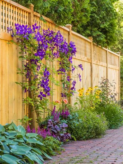 8 Privacy Fence Ideas for Yards of All Sizes Hanging Planter Boxes, Diy Privacy Fence, Purple Clematis, Brick Path, Lattice Fence, Privacy Fences, Cedar Fence, Garden Wallpaper, Fence Landscaping