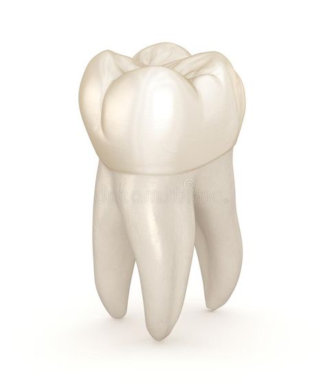 Tooth Anatomy Illustration, Molar Tooth Drawing, Tooth Picture Art, Molar Drawing, Dental Anatomy Drawing, Primer Molar Superior, Tooth Sculpture, Dental Illustration, Tooth Drawing