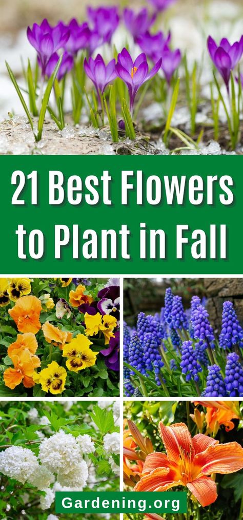 Flowers To Plant In Fall, Fall Planting Perennials, Lawn Flowers, Autumn Flowering Plants, Plant In Fall, Fall Flowers Garden, Fall Landscaping, Falling Petals, Fall Perennials