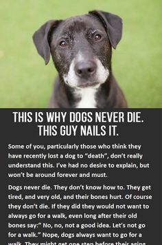 This is why dogs never die. You have to click to read the whole thing, but its so worth it! iheartdogs.com/... Dog Poems, English Cocker Spaniel, Memorial Tattoos, Dog Info, Airedale Terrier, Losing A Dog, Basset Hound, Pet Loss, Dog Quotes