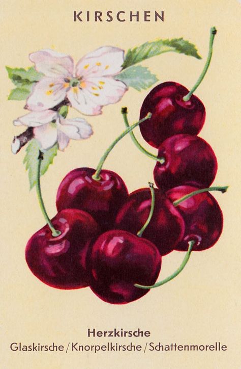 Cherry Pics, Kitchen Painting Art, Cherries Painting, Landscapes Beautiful, Cherry Festival, Coloring Digital, Life In France, Black Cherries, Animals And Birds