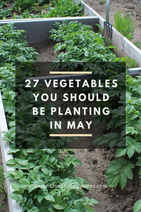 May Planting Guide - 27 crops to plant this month - Our Stoney Acres Growing Green Beans, Growing Your Own Food, Cucumber Trellis, Planting Guide, Fall Vegetables, Summer Harvest, Backyard Vegetable Gardens, Garden Veggies, Vegetable Garden Design