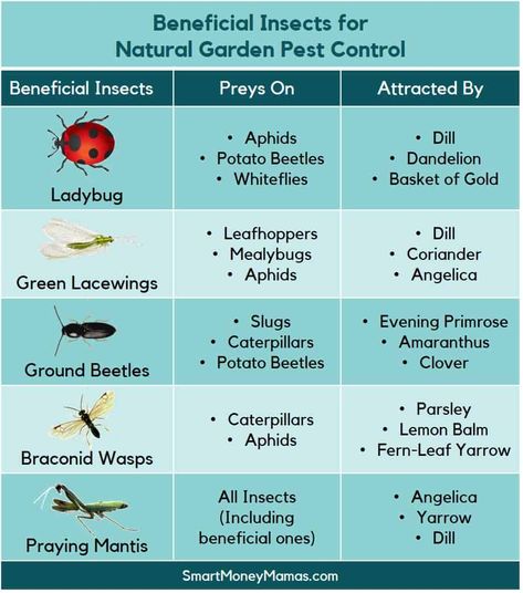 Meet some of the BENEFICIAL INSECTS in our gardens that help us with natural garden pest control. #BeneficialInsects #groworganic #healthysoil #heathyplants #healthyecosystems Insect Farming, Garden Pests Identification, Interpretive Signage, Movie Food, Plant Insects, Life Movie, Bugs Life, Greenhouse Plants, Garden Insects