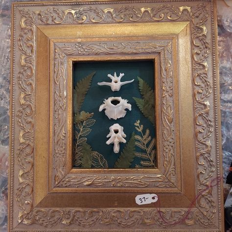 Taxidermy Frame, Skull Decor Diy, Oddities Art, Moody Maximalism, Creepy Crafts, Skull Ideas, Oddities Decor, Entomology Art, Skull Crafts