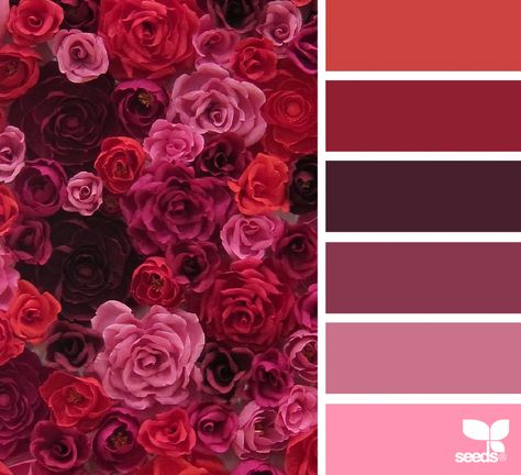 Design Seeds Color Palette, Seeds Color Palette, Design Seed, Seeds Color, Color Concept, Flora Design, Red Colour Palette, Design Seeds, Color Palette Design