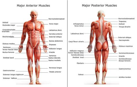 Major Muscles on the Back of the Body Body Muscles Names, Muscle Chart Anatomy, Yoga Stretches For Back, Muscle Chart, Muscle Names, Human Body Muscles, Stretches For Back, Human Body Diagram, Body Muscle Anatomy