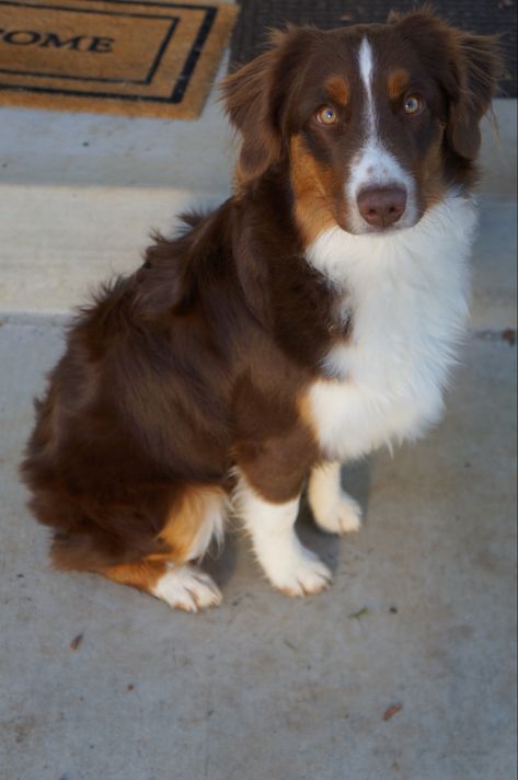 Red Aussie Shepherd, Red Tricolor Australian Shepherd, Dr Pets, Red Tri Australian Shepherd, Miniature American Shepherd, American Shepherd, Aussie Shepherd, Mini Aussie, Australian Shepherd Dogs