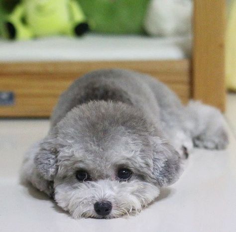 Toy Poodle Grey Toy Poodle, Silver Toy Poodle, Grey Poodle, Poodle Toy, Toy Poodles, Toy Poodle Puppies, Expressive Eyes, Grey Dog, Poodle Mix