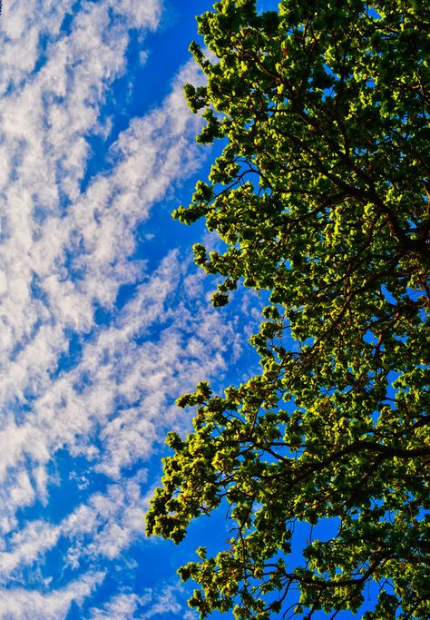 Blue Sky Photography, Aesthetic Clouds, Artsy Photos, Flowery Wallpaper, Blue Sky Background, The Blue Sky, Moon Photography, Green Sky, Phone Wallpaper For Men