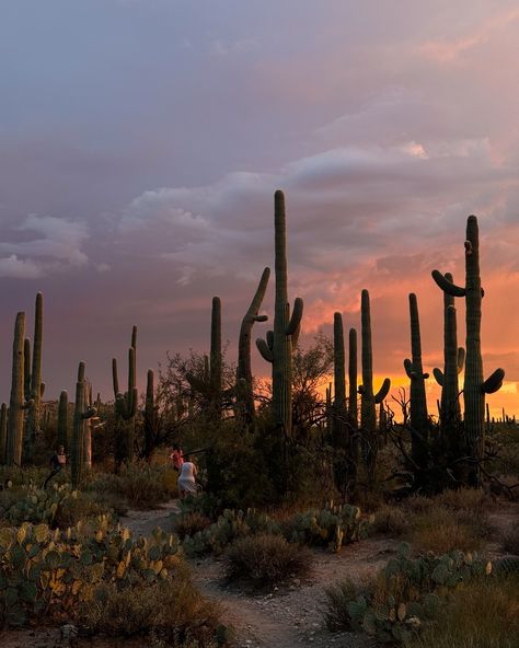 Got my mind on the desert and the desert on my mind 🌵🏜️☀️ #tucson #az #arizona #sabinocanyon #visittucson #visitarizona #desert #summervibes #viewsinarizona Desert Boho Aesthetic, Tuscon Arizona Aesthetic, Arizona Instagram Pictures, Tucson Arizona Aesthetic, Sedona Arizona Travel, Arizona Aesthetic, Cowgirl Era, Tempe Town Lake, Desert Aesthetic