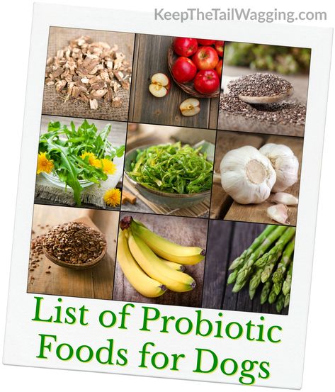 Prebiotic Foods List, Diy Probiotics, Foods For Dogs, Dog Aesthetics, Dog Probiotics, Training Puppies, Probiotics For Dogs, Dandelion Greens, Prebiotic Foods