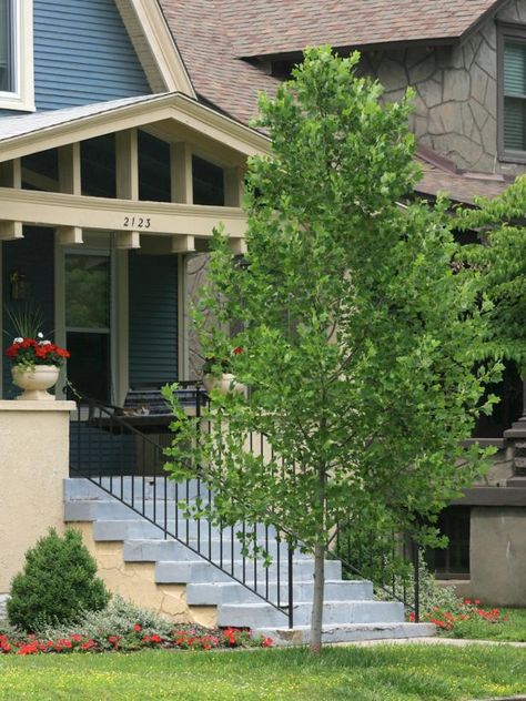 Looking for a tree to provide some curb appeal? Get inspired with these choices. Narrow Trees For Landscaping, Tree Placement In Front Yard, Small Trees For Front Yard, Small Trees For Landscaping, Front Yard Trees, Small Landscape Trees, Narrow Trees, Yard Trees, Backyard Vibes