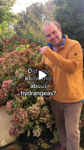 Simon Akeroyd on Instagram: "Not only can you cut the flower heads off hydrangeas now to provide you with a floral display all winter, but if you place the stems in water you will also get free hydrangea plants. This is because the stems sprout roots easily which you can insert into compost and each one will become a new hydrangea plant. #plantpropagation #growhydrangeas" Rooting Hydrangea Cuttings, Hydrangea Plant, When September Ends, September Ends, Hydrangea Care, Growing Hydrangeas, Plant Hacks, Inside Plants, Planting Hydrangeas