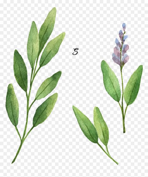 Sage Sprig Tattoo, Sage Tattoo Ideas, Sage Plant Drawing, Sage Tattoo Flower, Sage Painting, Sage Drawing, Sage Illustration, Sage Tattoo, Calf Sleeve Tattoo