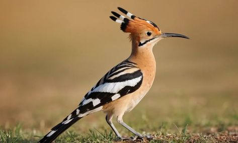 Hail the Hoopoe, a fascinating and beautiful bird that graces our world with its unique appearance and symbolic significance. With a crest of feathers on top Your Spirit Animal, Beautiful Bird, Our World, Spirit Animal, Beautiful Birds, Feathers, Birds, Animals