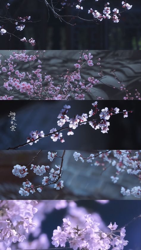 Sakura Wallpaper, Sakura Season, Whatsapp Wallpaper, Nothing But Flowers, Sakura Flower, Phone Wallpaper Patterns, Japanese Cherry Blossom, 판타지 아트, Homescreen Wallpaper