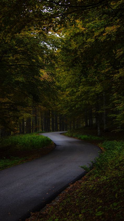 1080x1920 Garden, asphalt road, green tree wallpaper Green Tree Wallpaper, Best Nature Images, Asphalt Road, Dark Landscape, Hd Nature Wallpapers, Pretty Landscapes, Tree Wallpaper, Green Tree, Green Landscape