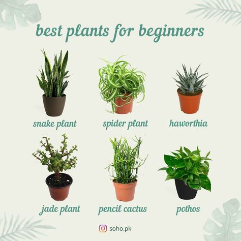 Live plants are a great, quick, inexpensive way to liven up any room, from your office to your bathroom. And contrary to popular belief, there are quite a few houseplants out there that are easy to grow, even for people who don't think they have green thumbs.🌵  Here are 6 very easy to maintain indoor plants for all the beginners. 🌿  1. Snake Plant 2. Spider Plant 3. Haworthia  4. Jade Plant 5. Pencil Cactus 6. Pothos  sohostorepk, sohopk Plants For Beginners, Pencil Cactus, Jade Plant, Spider Plant, Best Plants, Best Indoor Plants, Jade Plants, Spider Plants, Snake Plant