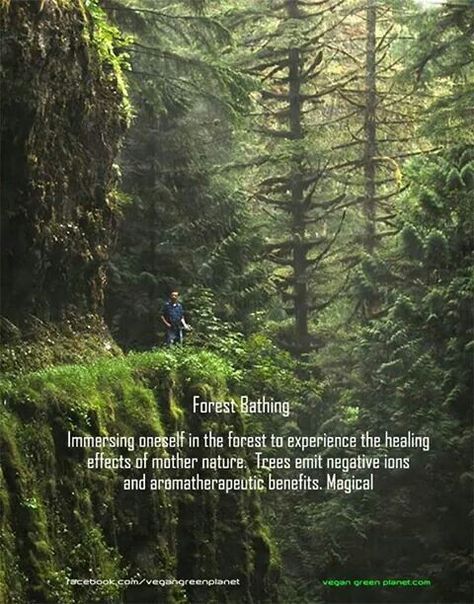 Forest bathing Nature Meditation Quotes, Forest Bathing Quotes, Forest Bathing Photography, Forest Quotes, Forest Therapy, Tree Quotes, Shinrin Yoku, Forest Bathing, Hiking Quotes