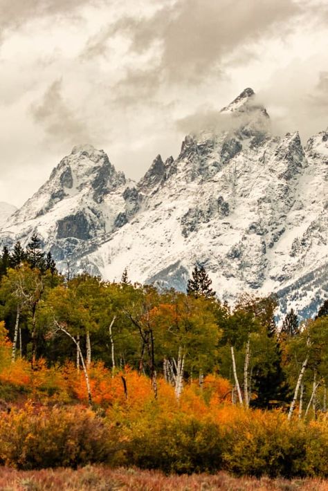 Check out "Grand Teton Fall Colors" in Grand Teton National Park, WY Aspen Watercolor, Autumn Adventures, Fall Creek, National Parks Photography, National Park Posters, Road Trippin, Park Art, Watercolor Trees, Scenic Drive