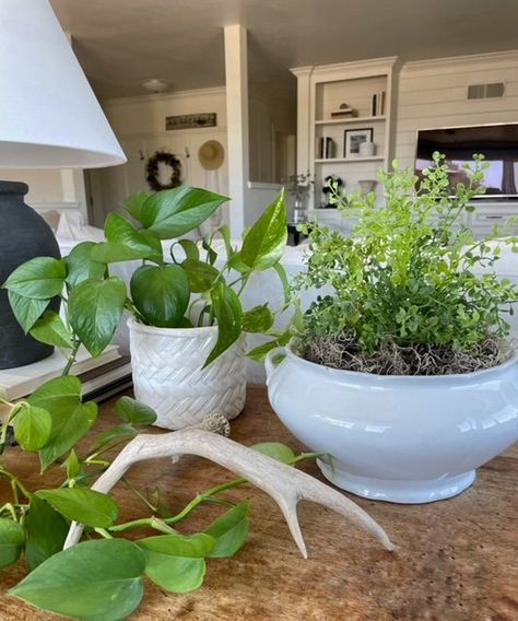 Faux Plants for Indoors — Interior Redoux Plants For Indoors, Plants Diy, Marine Plants, Live Indoor Plants, Plant Hacks, Look Expensive, Spanish Moss, Easy Plants, Real Plants