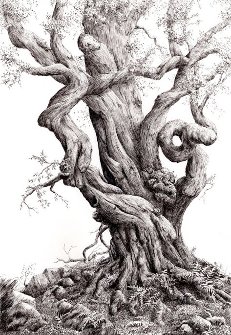 Oak Tree Drawings, Graphic Drawings, Tree Drawings Pencil, Ancient Trees, Pen And Wash, Tree Sketches, Tree Artwork, Artist Sketches, Pottery Inspiration