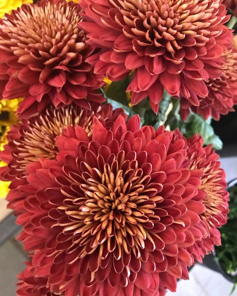 #redmagna #disbud #mums 🍁 #instocknow #whatsupinmycooler Focal Flowers, Floral Design Classes, Flower Identification, Mums Flowers, Design Flower, Wedding Florals, Design Floral, Chrysanthemum, Study Guide