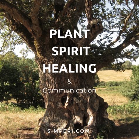 Plant Spirit Medicine, Plant Spirits, Plant Spirit, Spirit Healing, Spirit Communication, Plant Medicine, Shamanic Healing, Earth Spirit, Personal Empowerment