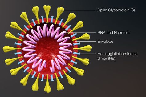 virus - Google Search Atmospheric Circulation, Study In China, Princess Cruise Ships, Things Under A Microscope, Immune Response, Johnson And Johnson, Saving Lives, Pediatrics, Writing A Book