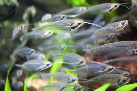 Glass Catfish, Catfish Fish, Aquarium Catfish, Ikan Lele, Catfish Fishing, Aquarium Ideas, Freshwater Aquarium Fish, Exotic Fish, Aquatic Animals