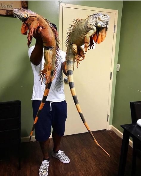 "The Real Tarzann" The Animal Friend Who Is Showing The Good Side Of The Internet Pet Iguana, Iguana Pet, Big Lizard, Bearded Dragon Cute, Pet Lizards, Cute Lizard, Green Iguana, Reptile Room, Cute Reptiles