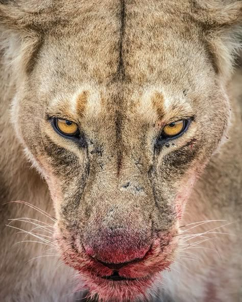 🐾 🦁 • Glance • • • • 📸 FOLLOW ME• • • • #lion #lions #king #bigcat #bigcats #zoo #instagram #africa #animalplanet #safari #lionking… | Instagram Lion Eyes, Female Lion, Lion Photography, Lions Photos, Gato Grande, Scary Animals, Wild Animals Pictures, Lion Images, Animal References