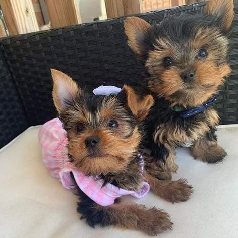 Tea Cup Yorkie, Yorkies Puppies, Cute Puppies For Sale, Teacup Yorkies, Puppy Fever, Teacup Yorkie Puppy, Puppies For Sale Near Me, Yorkie Puppy For Sale, Most Beautiful Dogs