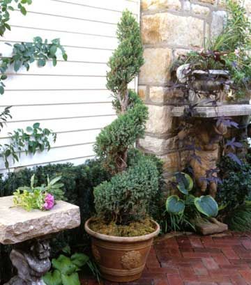 Next project: make 2 spiral evergreen topiaries to welcome visitors at the front door. Spiral Trees Front Porch, Spiral Topiary, Urban Gardening Ideas, Spiral Tree, Broadleaf Evergreen, Succulent Landscaping, Twisted Tree, Topiary Garden, Topiary Trees