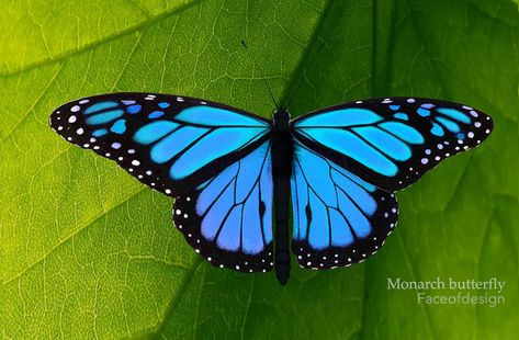 Monarch Butterfly Images, Blue Monarch Butterfly, Monarch Butterfly Tattoo, Blue Butterfly Wings, Textiles Sketchbook, Beautiful Butterfly Pictures, Beautiful Butterfly Photography, Wings Drawing, Butterfly Blue