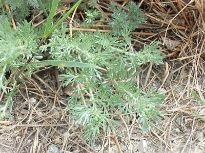 Wild Harvesting - Wormwood | Berry Blue Toes Plant Remedies, Wild Crafting, Flea Beetles, Wild Indigo, Heal Thyself, Dirty Hippie, Skin Tonic, Blue Toes, Eclectic Witch