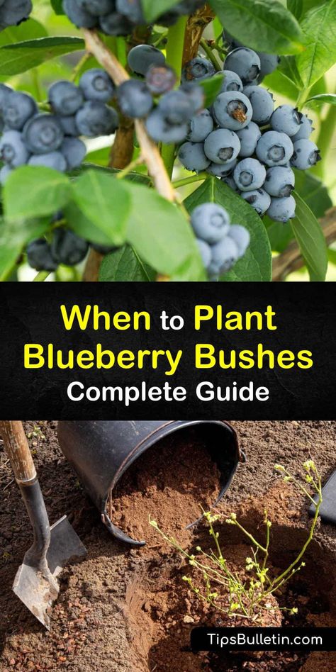 Discover how to grow beautiful blueberry bushes in full sun in your home garden this year. Learn about when to plant blueberry bushes and how to use sawdust, peat moss, and other organic matter to help your blueberries blossom. #growing #blueberries #planting #time Growing Blueberries Bushes, Planting Blueberry Bushes, Pruning Blueberry Bushes, Blueberry Tree, Pioneer Living, Suburban Homestead, Healthiest Fruits, Blueberry Gardening, Blueberry Bush