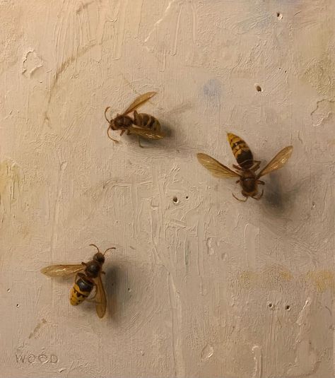 Justin Wood on Instagram: “Hornets 🐝 #stilllife #stilllifepainting #trompeloeil #oilpainting #realism #modern #modernart #classicalrealism #artistsoninstagram…” Wasp Aesthetic, Animal Still Life, Insect Reference, Bug Aesthetic, Grand Central Atelier, Playful Painting, Bee Photography, Bedroom Painting, Classical Realism