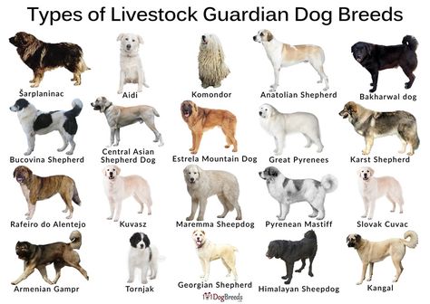 Farm Dogs Breeds, Livestock Guardian Dog Breeds, Best Farm Dogs, Akbash Dog, Types Of Dogs Breeds, Caucasian Shepherd Dog, Guard Dog Breeds, Guardian Dog, Kangal Dog