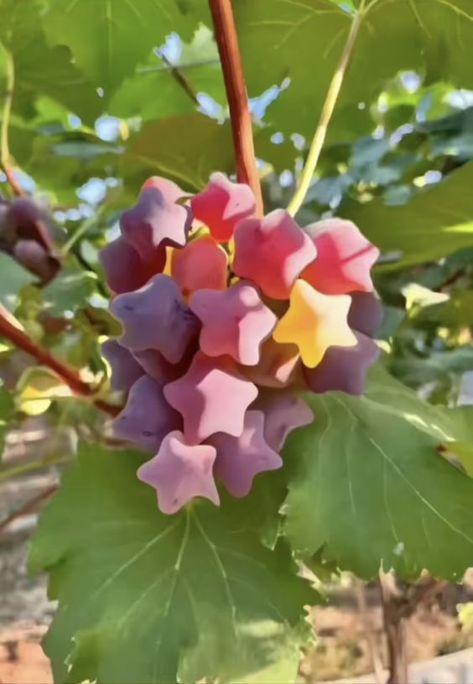 La vie est belle on Twitter: "Star shaped grapes https://t.co/WcgoT7oRbi" / Twitter Star Grapes, Star Shaped Fruit, Star Food, Green Grapes, I Want To Eat, Pretty Plants, Pisco, Food Obsession, Pretty Food