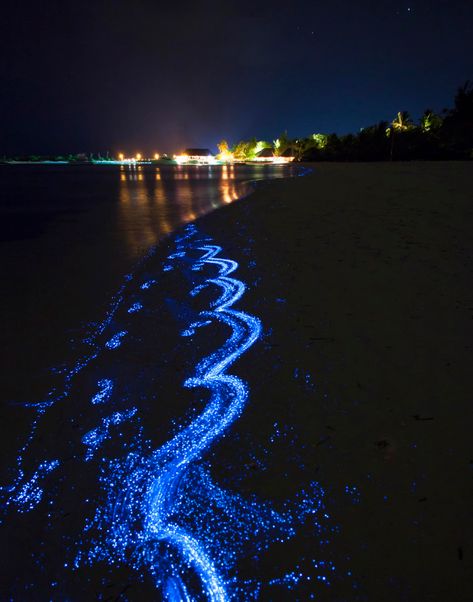 Bioluminescent Sea Sparkle (Noctiluca scintillans) — Sechels The glow is caused by bioluminescent plankton, more commonly known as sea sparkle. Biolumenesent Beach, Bioluminescence Water, Bioluminescence Beach, Bioluminescence Aesthetic, Glowing Plankton, Bioluminescent Algae, Bioluminescent Plankton, Sea Sparkle, Star Sea