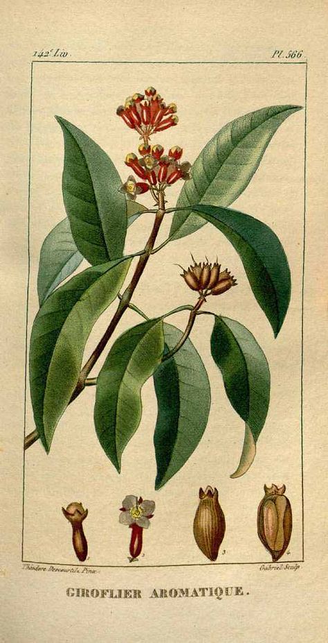 cloves - plant illustrations Clove Plant, Halloween Spell Book, Botany Illustration, Flower Sleeve, Plant Tattoo, Pen Art Drawings, Engraving Illustration, Plant Painting, Charles Darwin