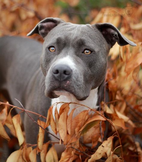 They are strong and muscular with powerful jaws Staffordshire Terrier Puppy, Cute Pitbull Puppies, Dog Cone, Amstaff Puppy, Staffordshire Terriers, Dog Line, Dog Puppies, Pet Clinic, American Staffordshire Terrier